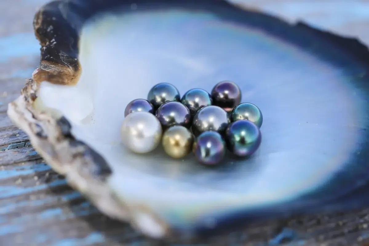 Perles de Tahiti présentées dans une nacre lors d'une visite de ferme perlière à Raiatea