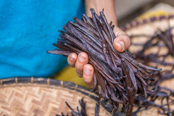 Gousses de vanille dans les mains